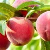 Nanaimo™ Peach -Rain Tree Nursery shutterstock 461362930 bb8408d5 b691 461e b9de bba76d983cfd 1