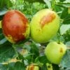 Honey Jar Jujube -Rain Tree Nursery shutterstock 467840669 1