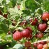 Sabine Gooseberry -Rain Tree Nursery shutterstock 506793244 1