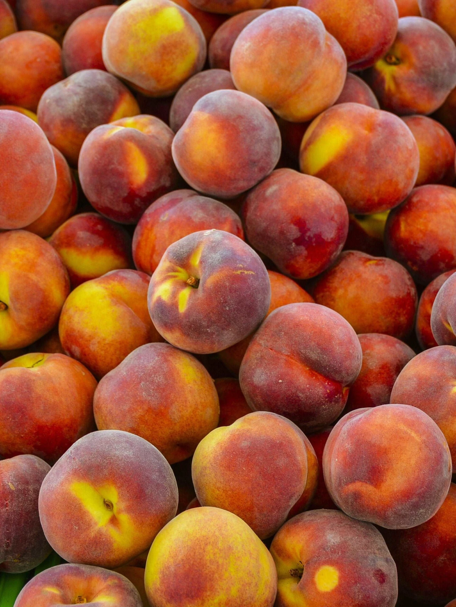 Contender Peach 3 Contender Peach