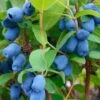 Blue Pagoda™ Honeyberry -Rain Tree Nursery shutterstock 723311164 1