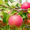 Cherry Cox Apple 1 Cherry Cox Apple -Rain Tree Nursery shutterstock 73154578 1 1