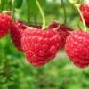 Boyne Raspberry -Rain Tree Nursery shutterstock 76606609 1