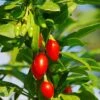 Phoenix Tears Goji Berry 2 Phoenix Tears Goji Berry -Rain Tree Nursery shutterstock 87391118 1