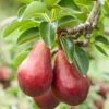 Red Clapps European Pear 1 Red Clapps European Pear -Rain Tree Nursery shutterstock 97703081 1 1