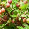 Poorman Gooseberry -Rain Tree Nursery shutterstock 99670808 1