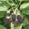 Hall's Beauty Blackberry -Rain Tree Nursery shutterstock image 1 1