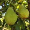 Butt European Perry Pear 1 Butt European Perry Pear -Rain Tree Nursery shutterstock image 10 1 1