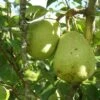 Duchesse D'Angouleme European Pear -Rain Tree Nursery shutterstock image 13 1
