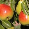 Gem European Pear -Rain Tree Nursery shutterstock image 15 1 1 1 1