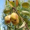 Theilersbirne European Perry Pear -Rain Tree Nursery shutterstock image 6 1 1