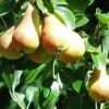 Bella Di Guigno European Pear -Rain Tree Nursery shutterstock image 8 1
