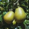 Blake's Pride European Pear -Rain Tree Nursery shutterstock image 9 1