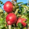 Early Pink Lady Apple -Rain Tree Nursery shutterstock image 943b9d3d e7a9 422a 8518 cd4d734f9699 1