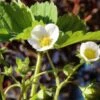 Male Musk Strawberry -Rain Tree Nursery shutterstock 1025150605