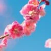 Peggy Clark Flowering Apricot 2 Peggy Clark Flowering Apricot -Rain Tree Nursery shutterstock 1061245775 1
