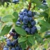 Olympia Blueberry -Rain Tree Nursery shutterstock 1061747792 1