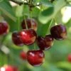 Hudson Cherry 1 Hudson Cherry -Rain Tree Nursery shutterstock 109532414hudson