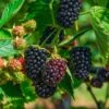 Columbia Sunrise Thornless Blackberry -Rain Tree Nursery shutterstock 1137185042