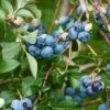 Patriot Blueberry -Rain Tree Nursery shutterstock 114159136 2 1