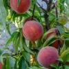 Mary Jane ™ Peach -Rain Tree Nursery shutterstock 1154052739 1