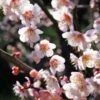 Bungo Flowering Apricot 1 Bungo Flowering Apricot -Rain Tree Nursery shutterstock 1158646051 1