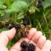 Wild Treasure Thornless Trailing Blackberry -Rain Tree Nursery shutterstock 1165079023 1
