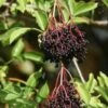 Ranch Elderberry -Rain Tree Nursery shutterstock 1165507474