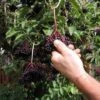 Samdal Elderberry -Rain Tree Nursery shutterstock 1168717393
