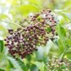 Wyldewood Elderberry -Rain Tree Nursery shutterstock 1171907257