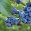 Razz ™ Blueberry 2 Razz ™ Blueberry -Rain Tree Nursery shutterstock 1192869643
