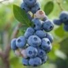 Reka Blueberry 1 Reka Blueberry -Rain Tree Nursery shutterstock 1192869697 1