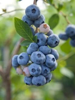 Reka Blueberry