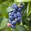 Spartan Blueberry -Rain Tree Nursery shutterstock 1195250827 1