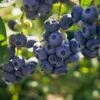 Darrow Blueberry -Rain Tree Nursery shutterstock 1195256659