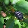 Wellington Mulberry -Rain Tree Nursery shutterstock 1199642386