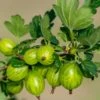Invicta Gooseberry -Rain Tree Nursery shutterstock 142468006