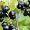 Blackdown Black Currant -Rain Tree Nursery shutterstock 1452797879