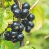 Titania Black Currant -Rain Tree Nursery shutterstock 1454867285