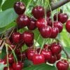Danube Cherry -Rain Tree Nursery shutterstock 1455581603 1