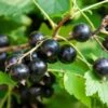 Ben More Black Currant -Rain Tree Nursery shutterstock 1482109526