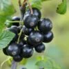 Minaj Smyriou Black Currant -Rain Tree Nursery shutterstock 1497701447