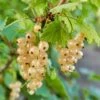 Blanca White Currant -Rain Tree Nursery shutterstock 1551737345