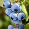 Alpha Burgundy Maine Blueberry 1 Alpha Burgundy Maine Blueberry -Rain Tree Nursery shutterstock 156414977 1