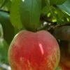 Necta Zee Nectarine -Rain Tree Nursery shutterstock 174110
