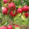 Honeycrisp Apple -Rain Tree Nursery shutterstock 18033403 2