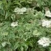 Variegated Elderberry -Rain Tree Nursery shutterstock 2129197808