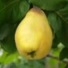 Van Deman Quince 2 Van Deman Quince -Rain Tree Nursery shutterstock 279878615