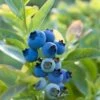 Blueray Blueberry -Rain Tree Nursery shutterstock 304755110 1