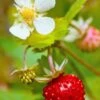Profumata Musk Strawberry -Rain Tree Nursery shutterstock 31985767